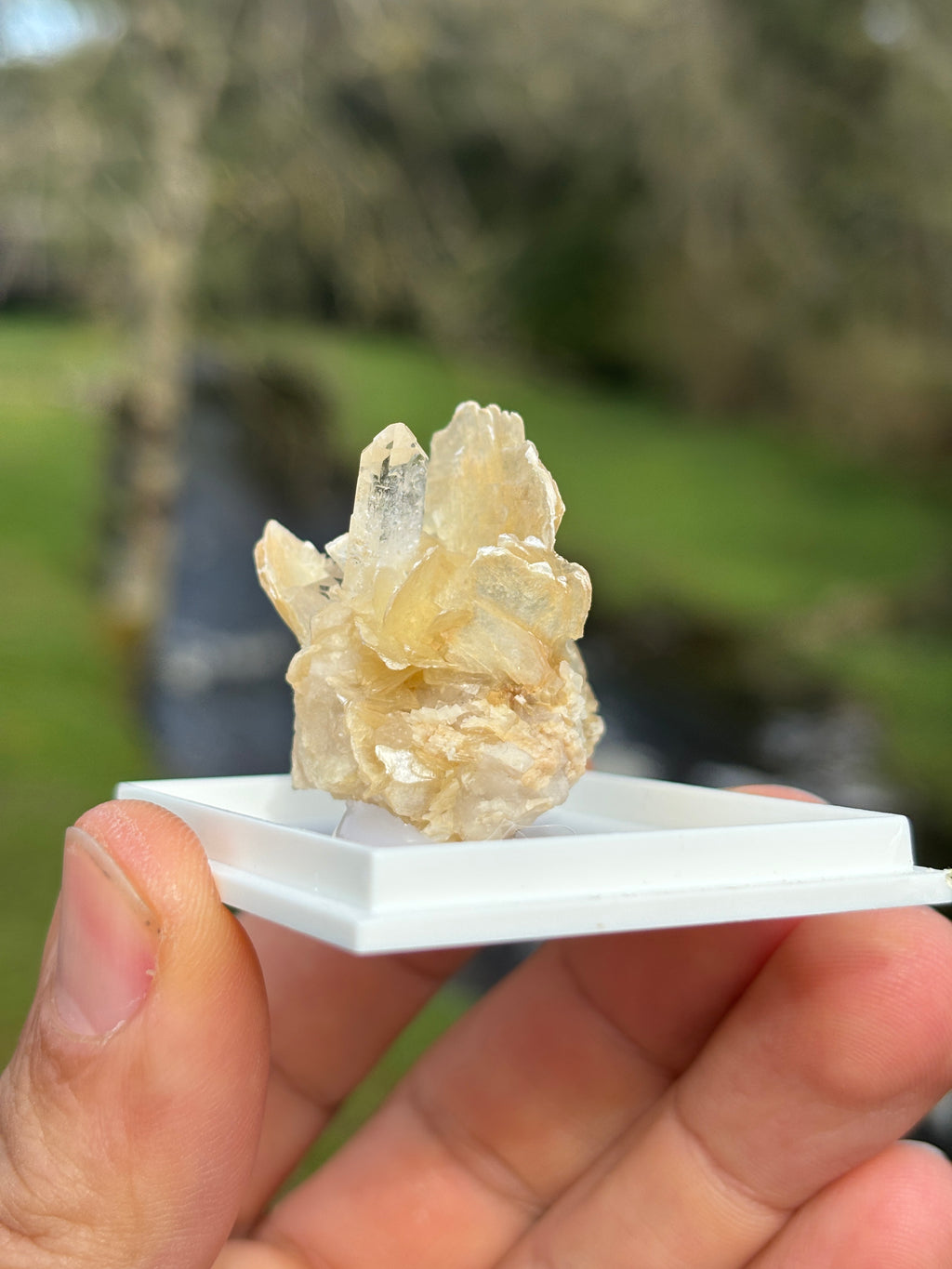 Quartz Points with Mica | Crystal Cluster in Matrix | Natural Mineral Specimen | Collector Stone in Display Box